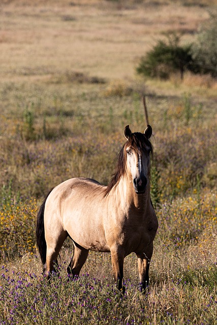 Free Horse Nature photo and picture