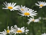 Random: daisy, wildflower, white flower, yellow center, nature, summer, macro photography, spring flower, meadow, flower background, green background, landscape, blurred background, bloom, majestic, blooming, contrast, beauty, sunshine, countryside