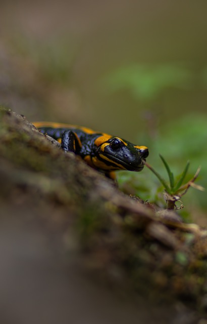 Free Salamander Nature photo and picture