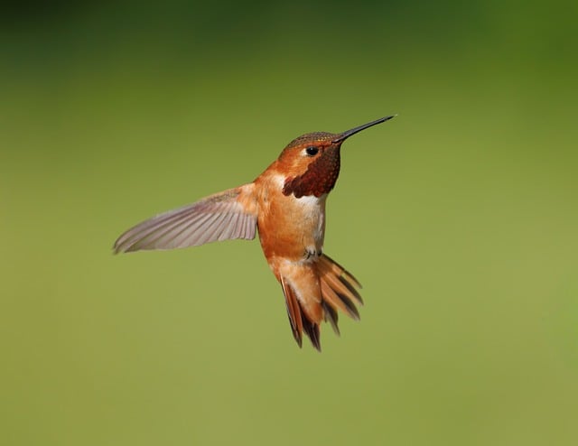 Colibri Roux Colibri Roux Oiseau - Photo gratuite sur Pixabay