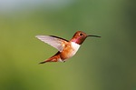 Random: hummingbird, bird, nature, wildlife, flying bird, pollinator, colorful bird, spring light, feather, quiet garden, bird photography, tiny bird, wings, macro, nectar feeding, color photography, soaring, cloud, nature photography