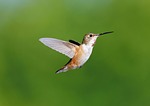 Random: hummingbird, bird, nature, nature photography, wildlife, avian, flight, colorful, flying bird, pollinator, feeding, nectar, tiny, wings, bird photography, close up, garden, wild, spring