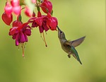Random: anna's hummingbird, hummingbird, bird, nature, bird photography, nature photography, colorful bird, pollinator, wild bird, close-up, wings, flight, photography, garden bird, spring, garden flower, hummingbird feeding, flying birds, bright color