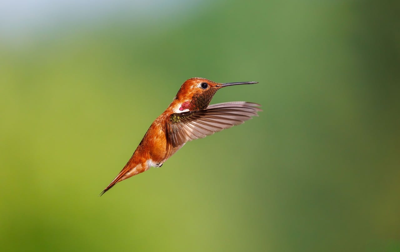 Colibri Roux Colibri Roux Oiseau Nature - Photo gratuite sur Pixabay