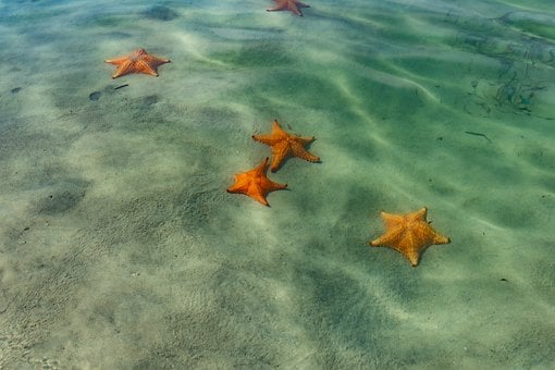 Estrella De Mar, Mar, Agua, Tropical