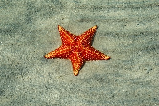 Estrella De Mar, Arena, Playa