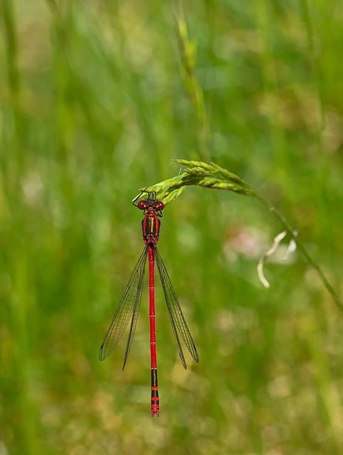 Dragonfly Red Insect - Free photo on Pixabay