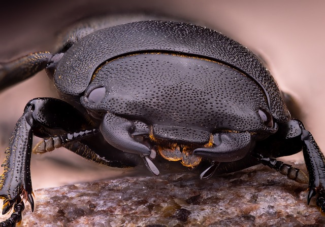 Free Beetle Macro photo and picture