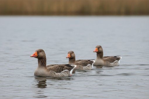 Gæs, Vilde Gæs, Vandfugle, Sø, I Naturen