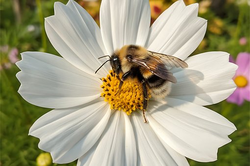 Humlebi, Blomst, Kosmos, Hvid, Natur