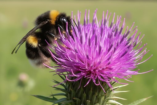 Humlebi, Tidsel, Blomst, Insekt, Natur