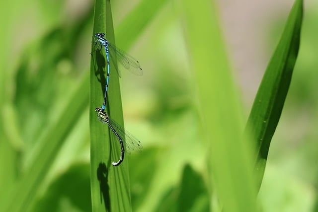 Free Dragonflies Insects photo and picture