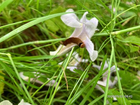 Natureza, Flor, Lesma, Grama Verde