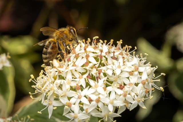 Bi, Blomst, Hvid, Naturlig, Bestøvning