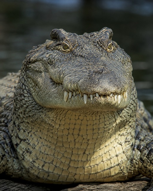 Krokodille, Reptil, Tand, Dyr, Rovdyr