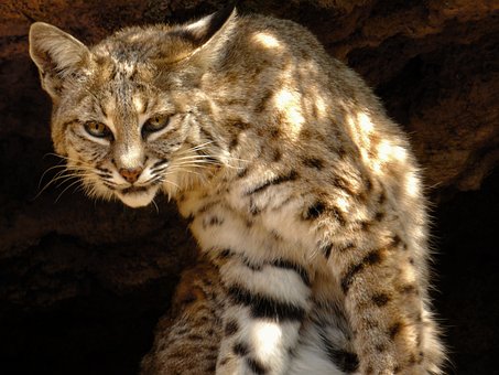 Free Lynx Predator photo and picture