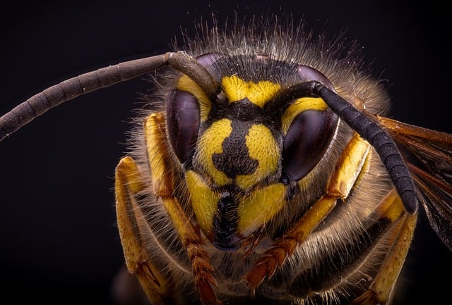 Free Wasp Macro photo and picture