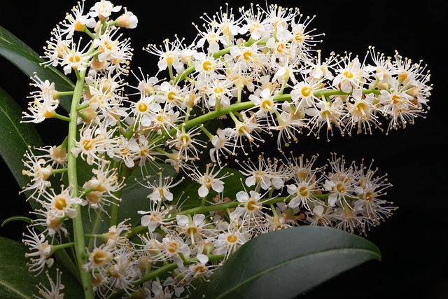 Blomst, Natur, Skum, Hvid, Detaljer