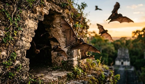 Free Cave Bats illustration and picture
