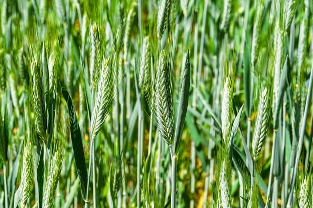 Free Rye Field Grain photo and picture
