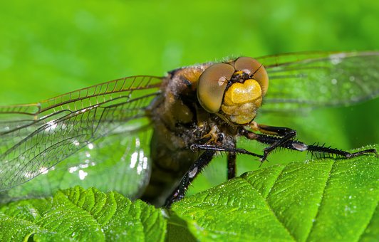 Free Dragonfly Macro photo and picture