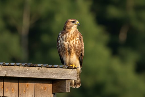 Rovfugl, Fugl, Tag, Billede, Natur