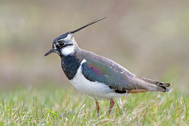 Free Lapwing Vanellus Vanellus photo and picture