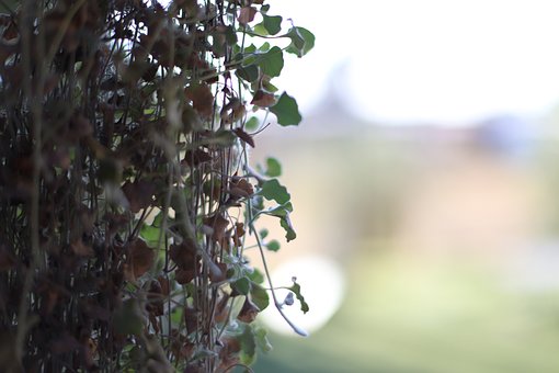 Free Plants Dry Leaves photo and picture