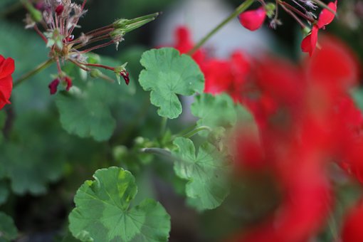 Free Geraniums Leaves photo and picture