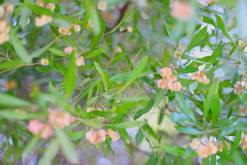 Free Leaves Flowers photo and picture