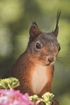 Random: squirrel, nature, framing, curious, wild, furry, details, close-up, animal face, cuteness, caretaking, summer, yellow color, green color, wildlife, perspective, flowers, bokeh effect, what treats do you like, light and shadow, zoo