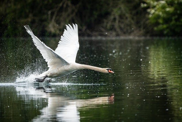 Download free HD stock image of Swan Wallpaper 4K Free Swan Wallpaper 4K photo and picture