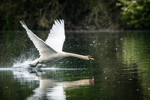 Free Swan Wallpaper 4K photo and picture