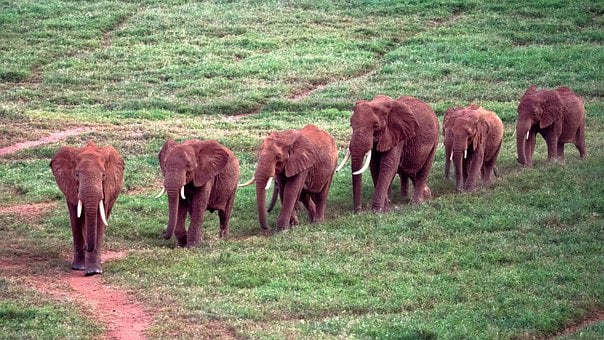 Free Elephants Savannah photo and picture