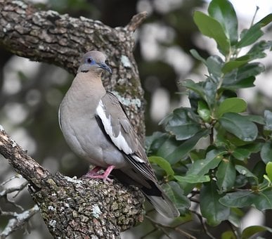Paloma De Luto, Naturaleza, Pájaro