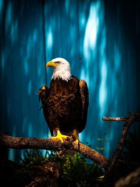 Free Eagle Bird photo and picture