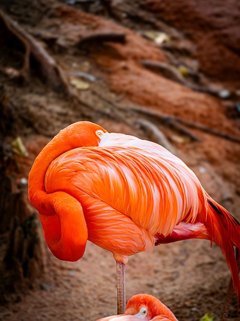 Free Flamingo Nature photo and picture