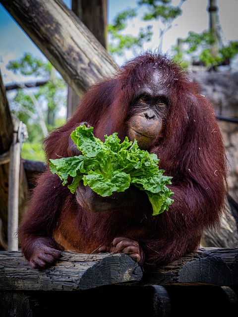 Free Orangutan Lettuce photo and picture