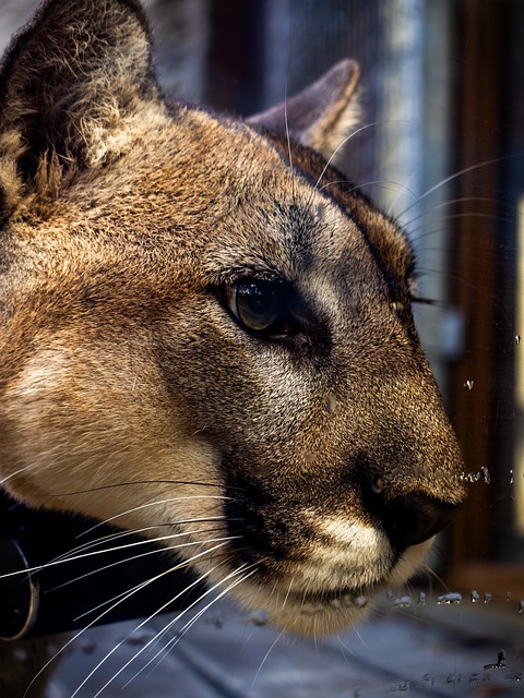 Free Animal Puma photo and picture