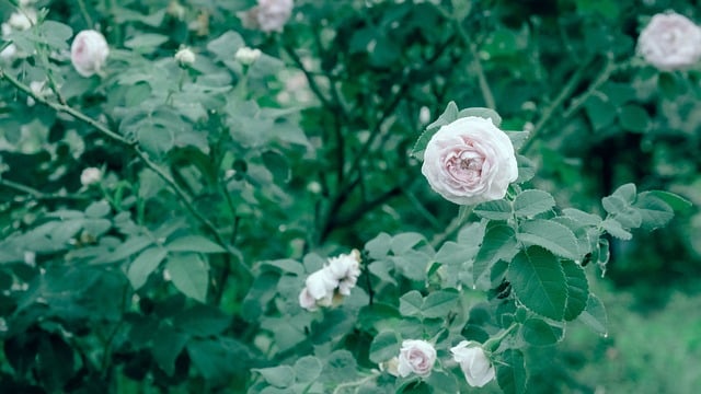 Free Rose Flower photo and picture