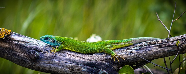 Eidechse, Natur, Tierwelt, Tihany
