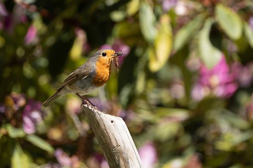 Free Bird Beautiful Wallpaper photo and picture