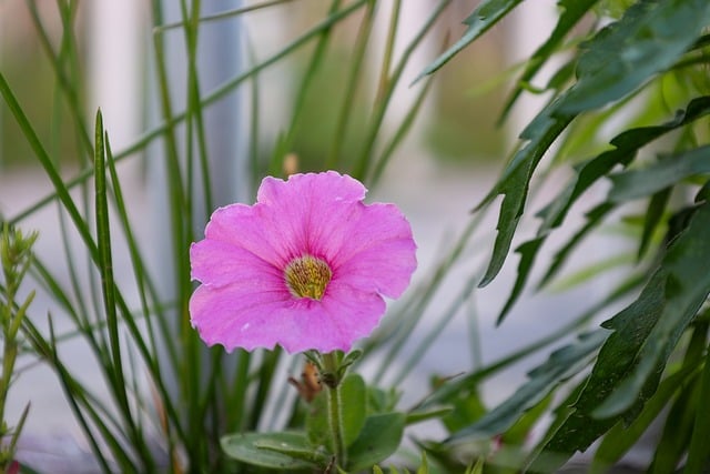 Free Pink Flower Petunia photo and picture