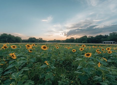 Free Nature Summer photo and picture