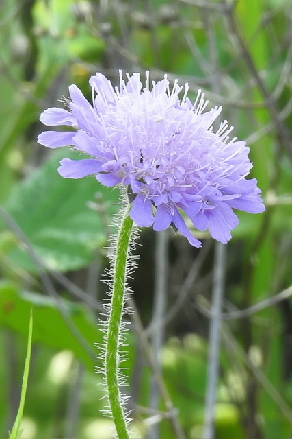 Blomst, Lilla, Vild Blomst, Mark