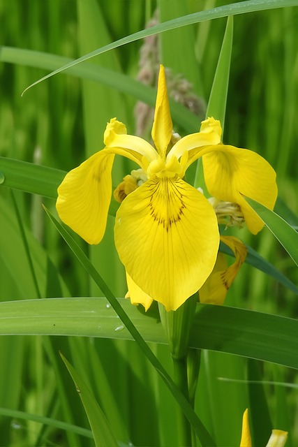 Gul Iris, Blomstrende Blomst