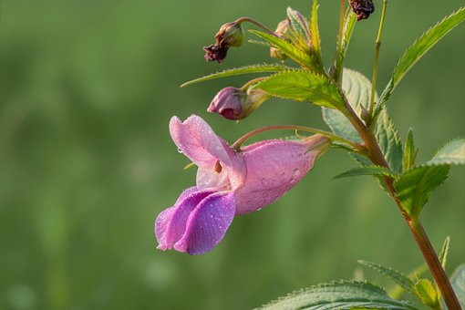 Liden, Lyserød Farve, Vild Blomst
