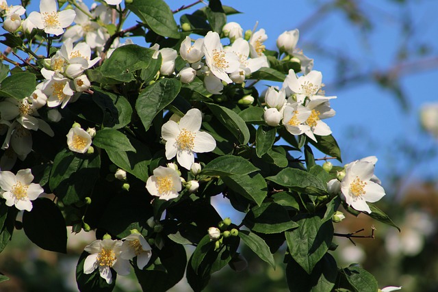 Free Flower White photo and picture