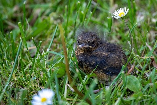 Free Fledgling Grass photo and picture