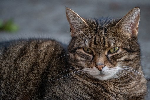 Free Cat Pet photo and picture